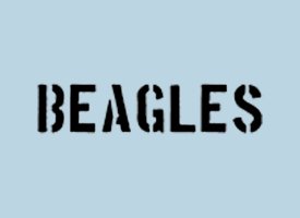 Beagles